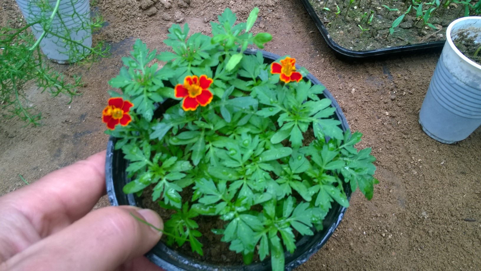 In order to be ready for planting outdoors in the spring, start growing marigolds from seed indoors about 50 to 60 days before the last frost date.