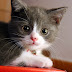 Loving The Bewhiskered: Fun Facts About Cats
