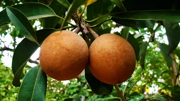 নতুন জাতের সফেদা উদ্ভাবন অর্থনৈতিক ও রফতানি সম্ভাবনা
