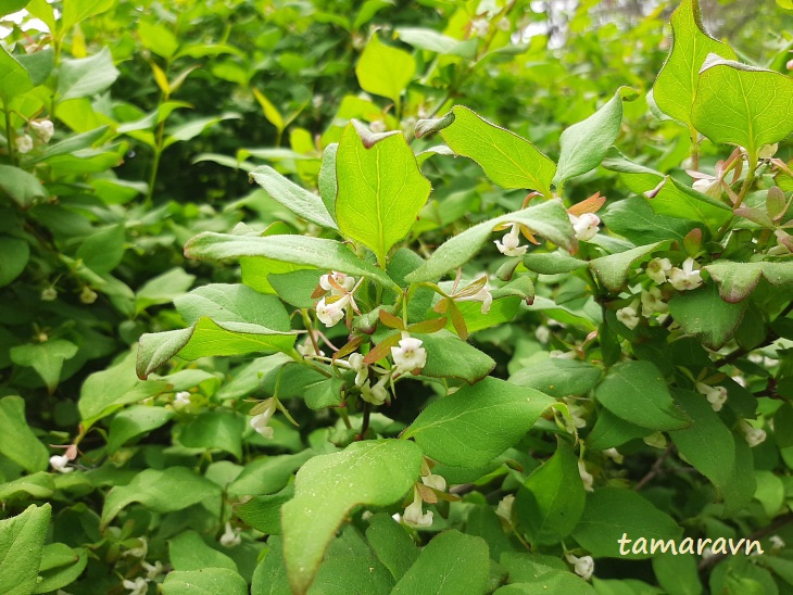 Абелия корейская / Забелия двуцветковая разновидность корейская (Abelia coreana, =Zabelia biflora var. coreana)