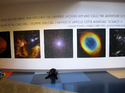 This is a picture of a wall outside the space exhibit at the Ontario Science Centre. The wall is white and the following quotation is written in black across the top of the wall - Equipped with his five senses, man explores the universe around him and calls the adventure science - Edwin Powell Hubble (1889-1953), astronomer. The same quote is written in french below. Below that is a row of five large pictures of celestial objects (stars, planets, etc). Black lab puppy Romero is in a down position on the blue floor against this wall. He is wearing his green future dog guide jacket, a purple bandana, and has a thick purple leash draped over his back.