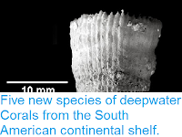 http://sciencythoughts.blogspot.co.uk/2013/10/five-new-species-of-deepwater-corals.html