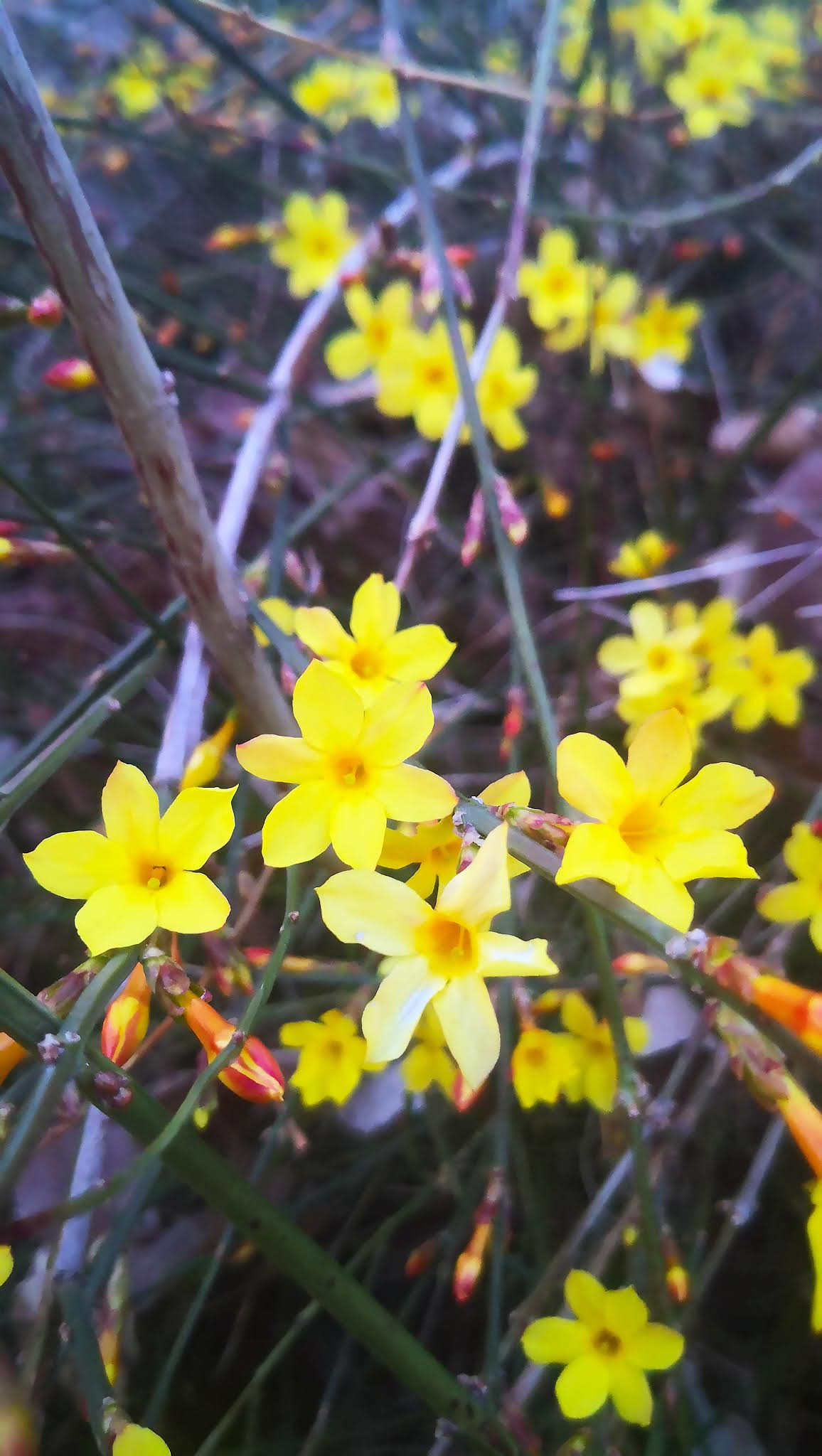 13 Messengers of Spring-Winter Jasmine Photography, come to see our collection