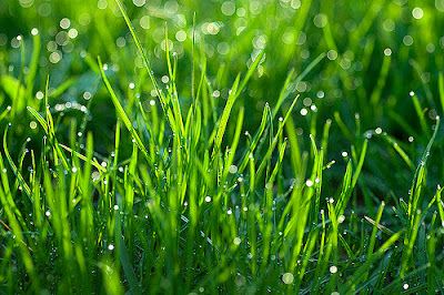 ما هو سر رائحة المطر المميزة والمنعشة مساحات خضراء rain grass