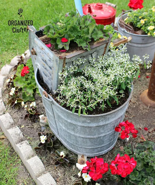 A Gathering of Mop Buckets in a Small Junk Garden #galvanizedplanter #galvanized #containergarden #junkgarden #annuals #redgeraniums