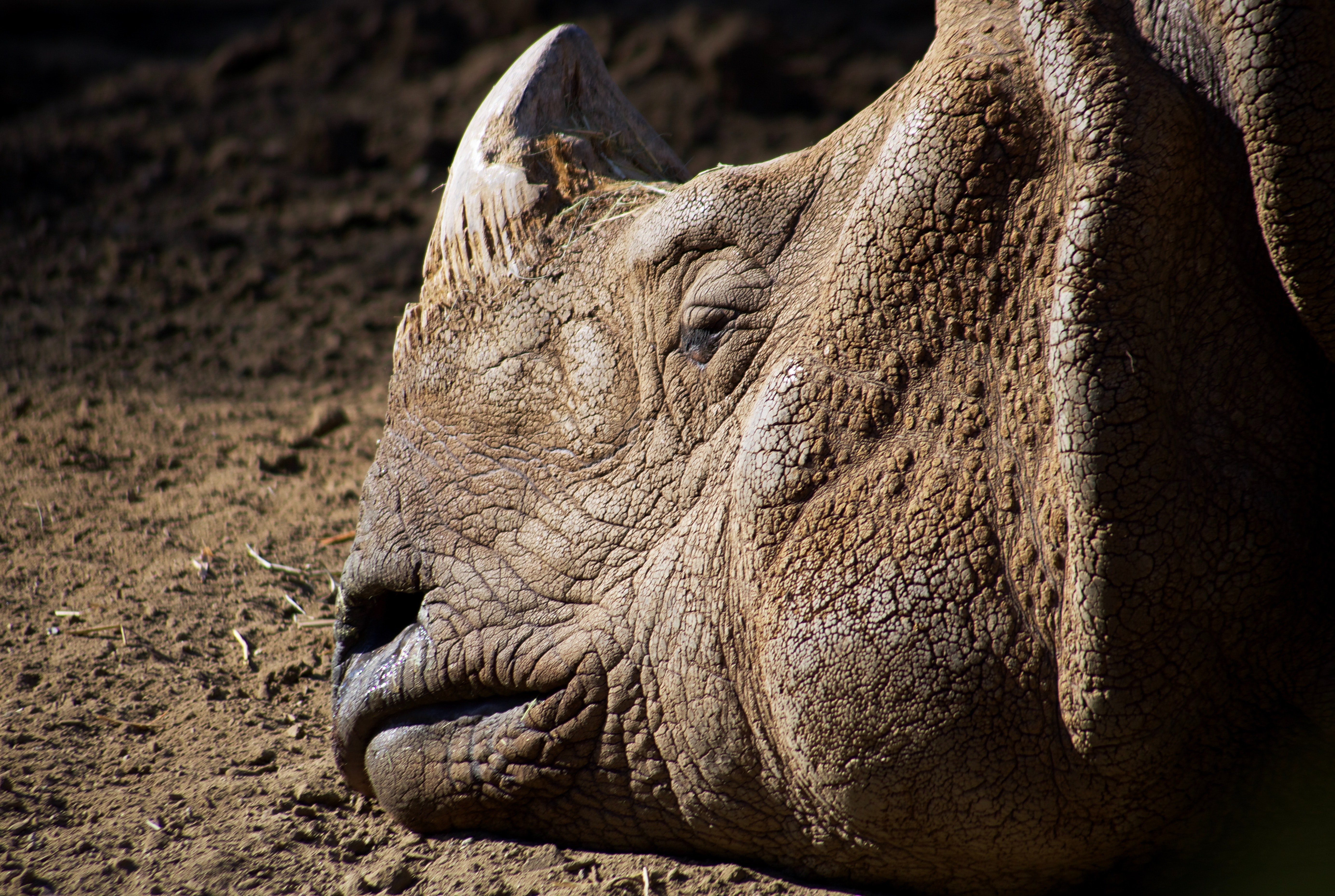 Celebrate World Rhino Day 2022 Observed On 22 September - Five Rhino Species Forever!