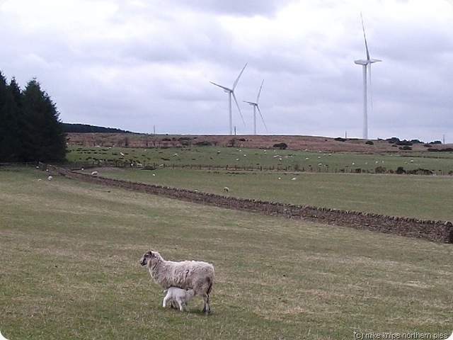 lambs and wind generators