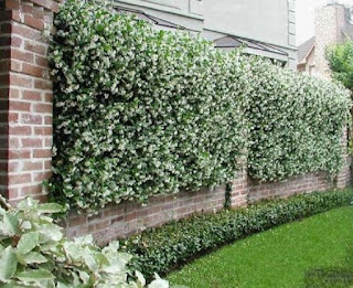 Taman Depan Pagar Rumah Minimalis Modern