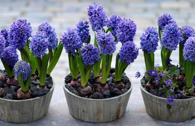 SÜMBÜL (Hyacinthus) BAKIMI