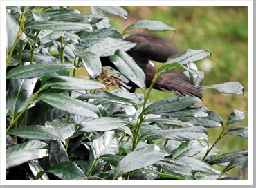 DSC_0854_20100319_8767 crop