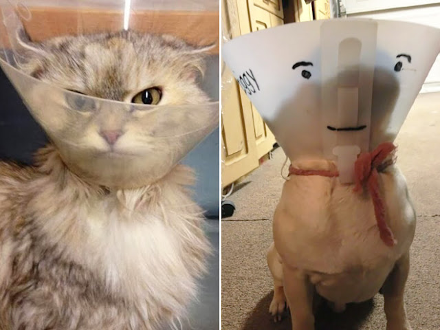 Photos of pets wearing the cone of shame - Sad but so cute - 9