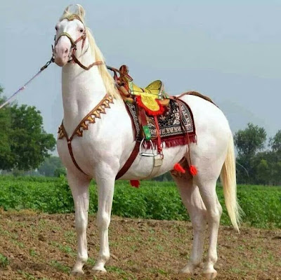 A white dressage horse similar to the ones coming to the Carnival