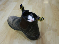 Boots And Cats1