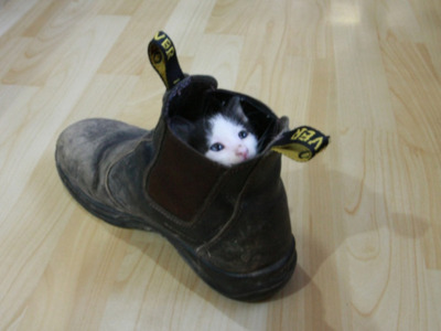 Boots And Cats1