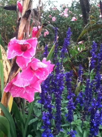 Late summer flowers at marina