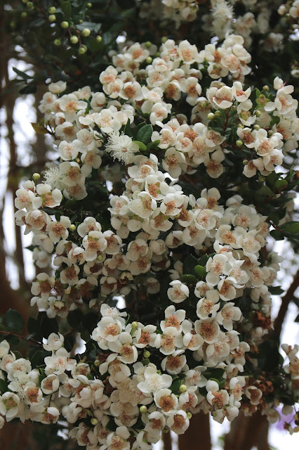 Luma apiculata