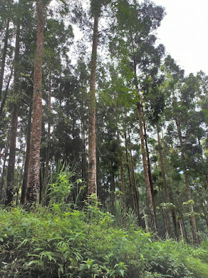 Hutan pinus