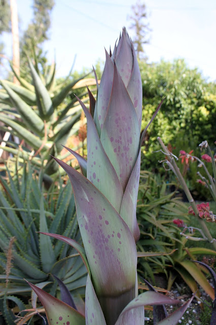 Managave "Mission to Mars" flower stalk close up