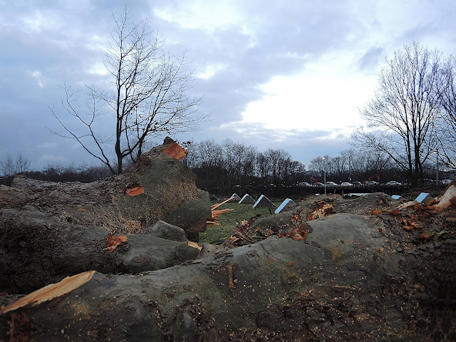 Antwerpen: over propere lucht, bomen en de lage emissiezone