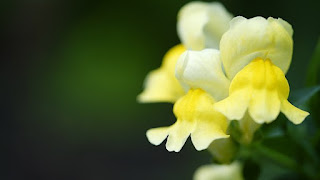 yellowish snapdragon