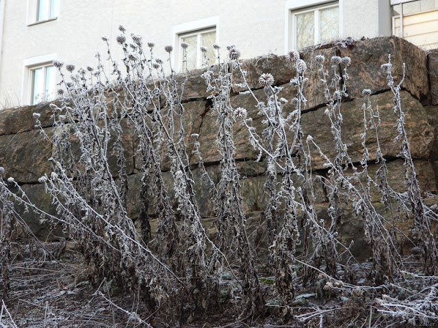 Det gråa bruna blev fint i frosten.