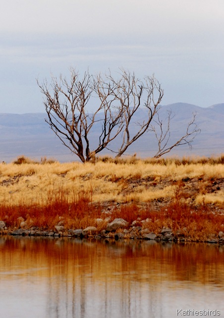 10. tree-kab