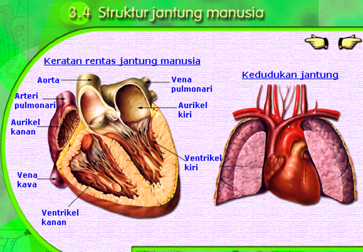 Nota Pendidikan Jasmani PJM3106 Anatomi dan Fisiologi 