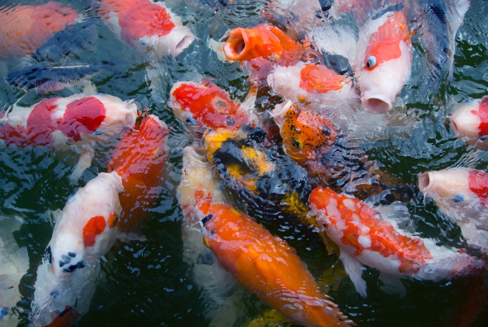 Cara Memulai Bisnis  Budidaya Ikan  Koi  yang Profit Banyak