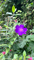 淡水楓樹湖「巨石花園」賞木蓮花 (木蘭） / 桃花源 百年古厝「石頭屋」秘境賞櫻 巴西野牡丹
