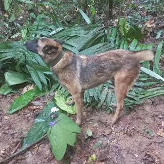 Continúa la búsqueda del perro Wilson, el héroe desaparecido durante el rescate en Colombia