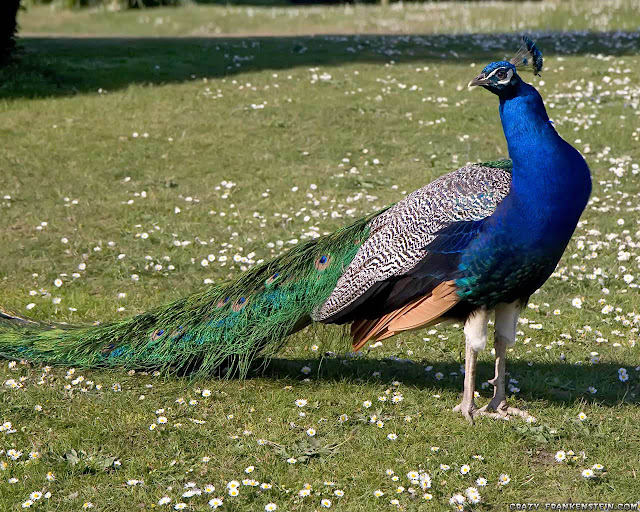 HD wallpapers  of peacock