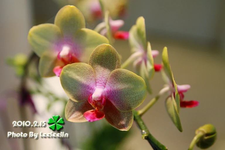 台南後壁景點｜台灣蘭花生物科技園區｜東南亞最大蘭花探索世界