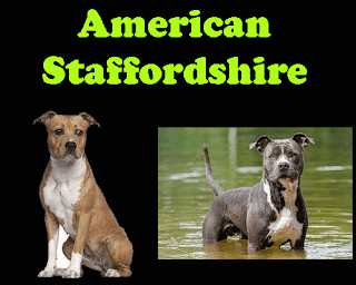 American Staffordshire