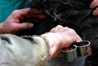 Traditional sheep shearing