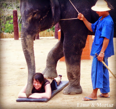 Elephant massage Thailand Chiang Mai 