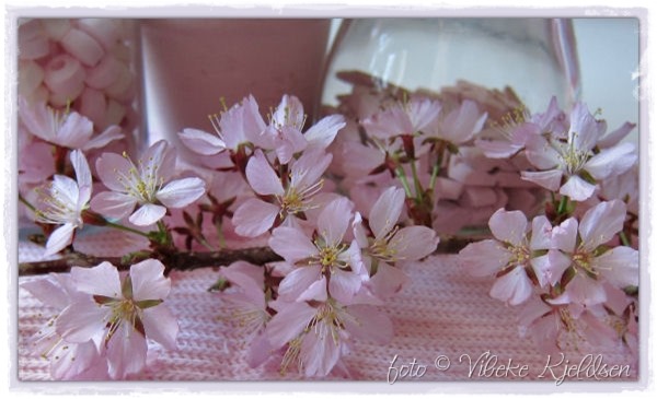prunus