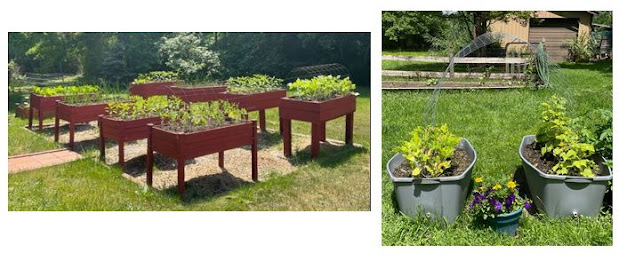 vegetables growing in contained garden beds