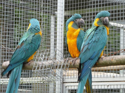 Harga Scarlet Macaw Blue And Gold Terbaru 2016