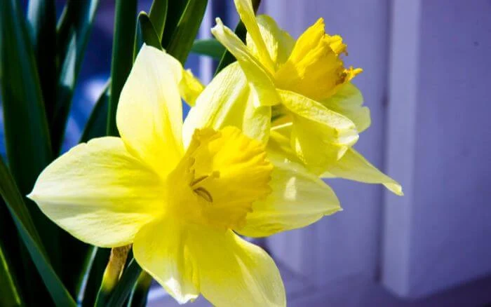 Flor-Narciso-Narcissus-pseudonarcissus