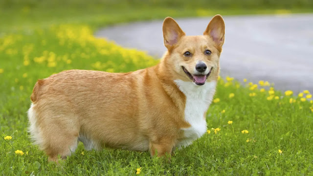 Pembroke Welsh Corgi