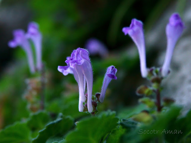 Scutellaria indica