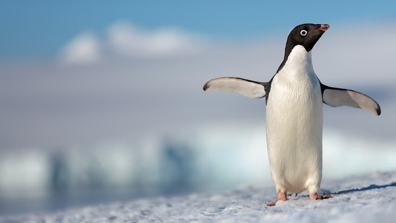 Penguins 2019 altadefinizione