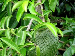 soursop leaves