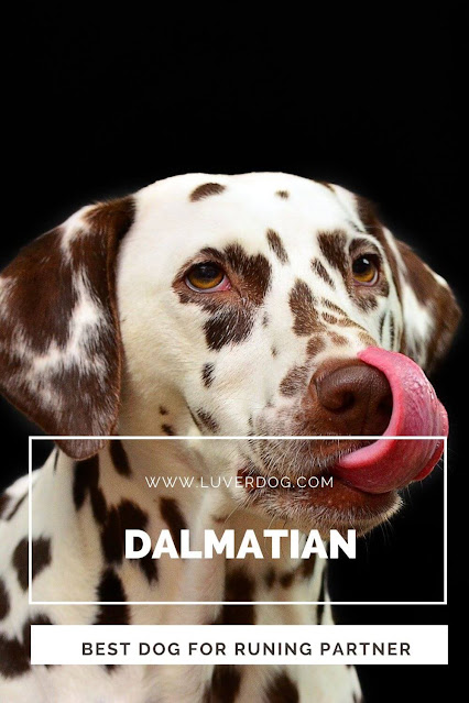 Dalmatian