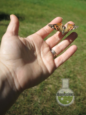 Releasing an adult painted lady butterfly at home