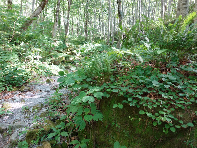 烏ヶ山登山道