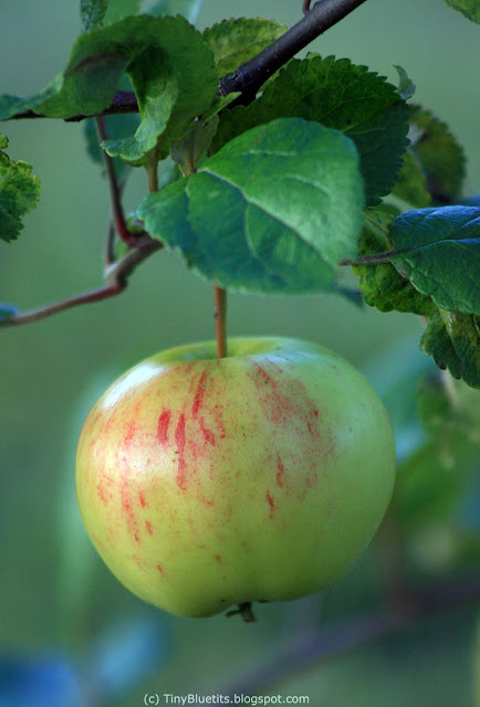 The Apple 'Keltakaneli'