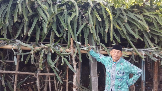 Mbah Hadi,  Meski Lansia dan Hidup Sendiri, Tetapi Sukses Berkebun Buah Naga