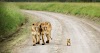 25 Amazing Pictures of Wild Animals and Their Babies
