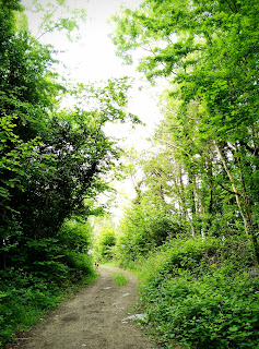 green forest, Connemara